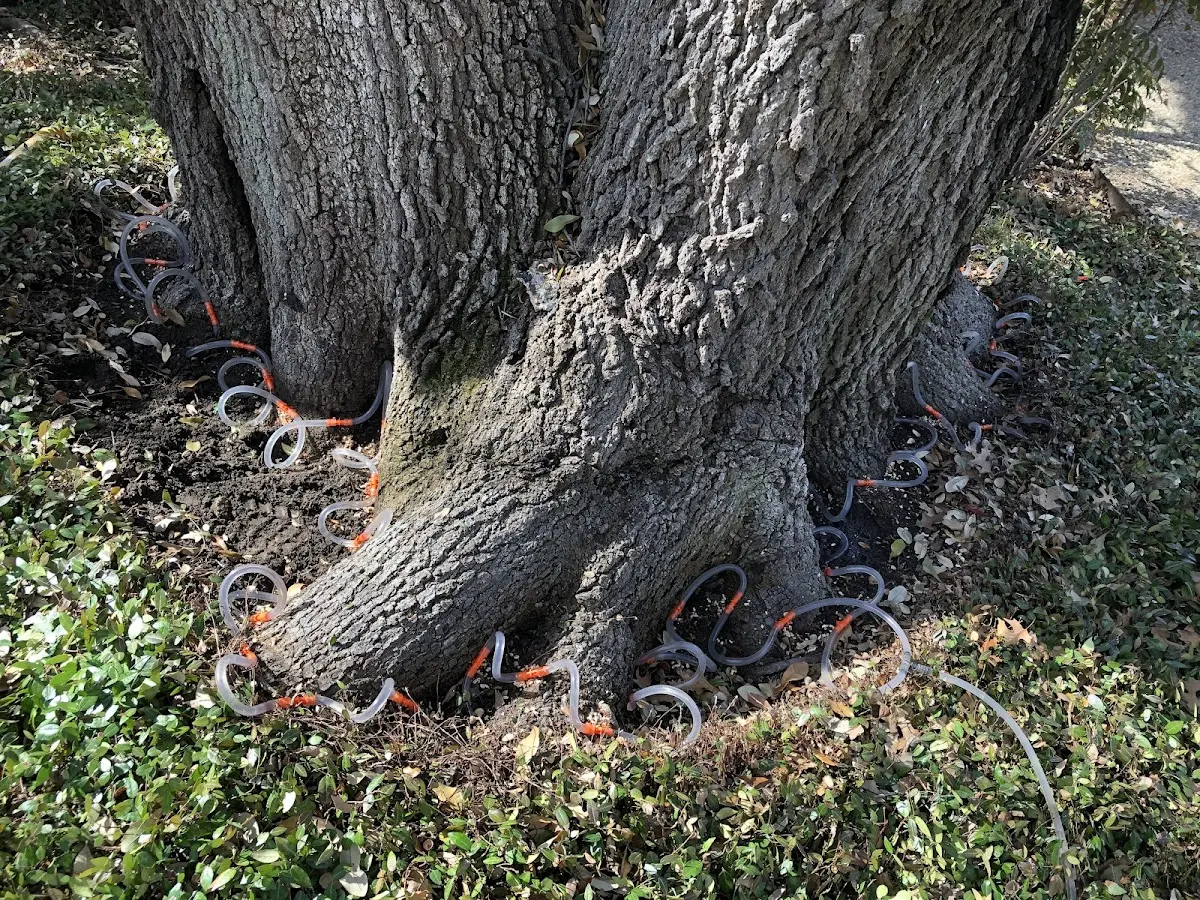 Detailed Tree Cabling and Bracing job site in North Matewan