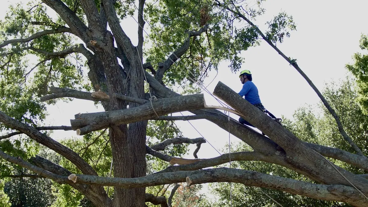 Professional Crown Thinning performed by certified arborists in North Matewan