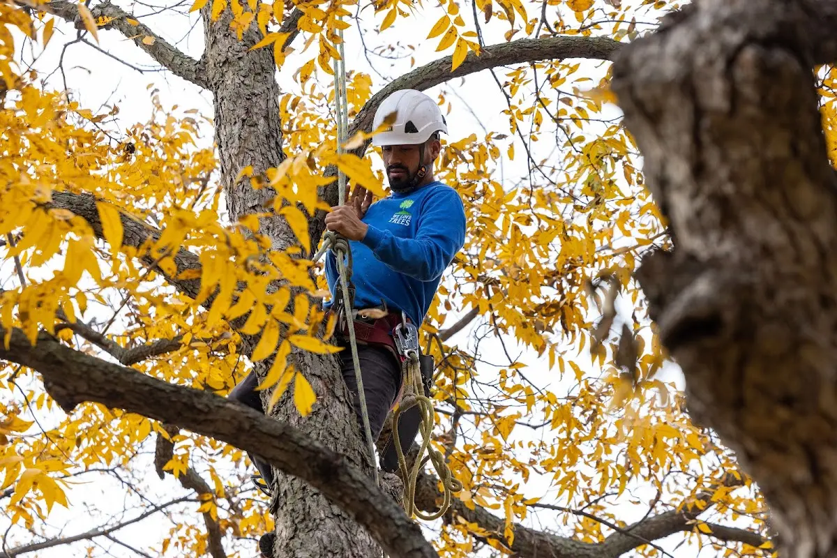 Skilled Tree Pruning crew working in North Matewan